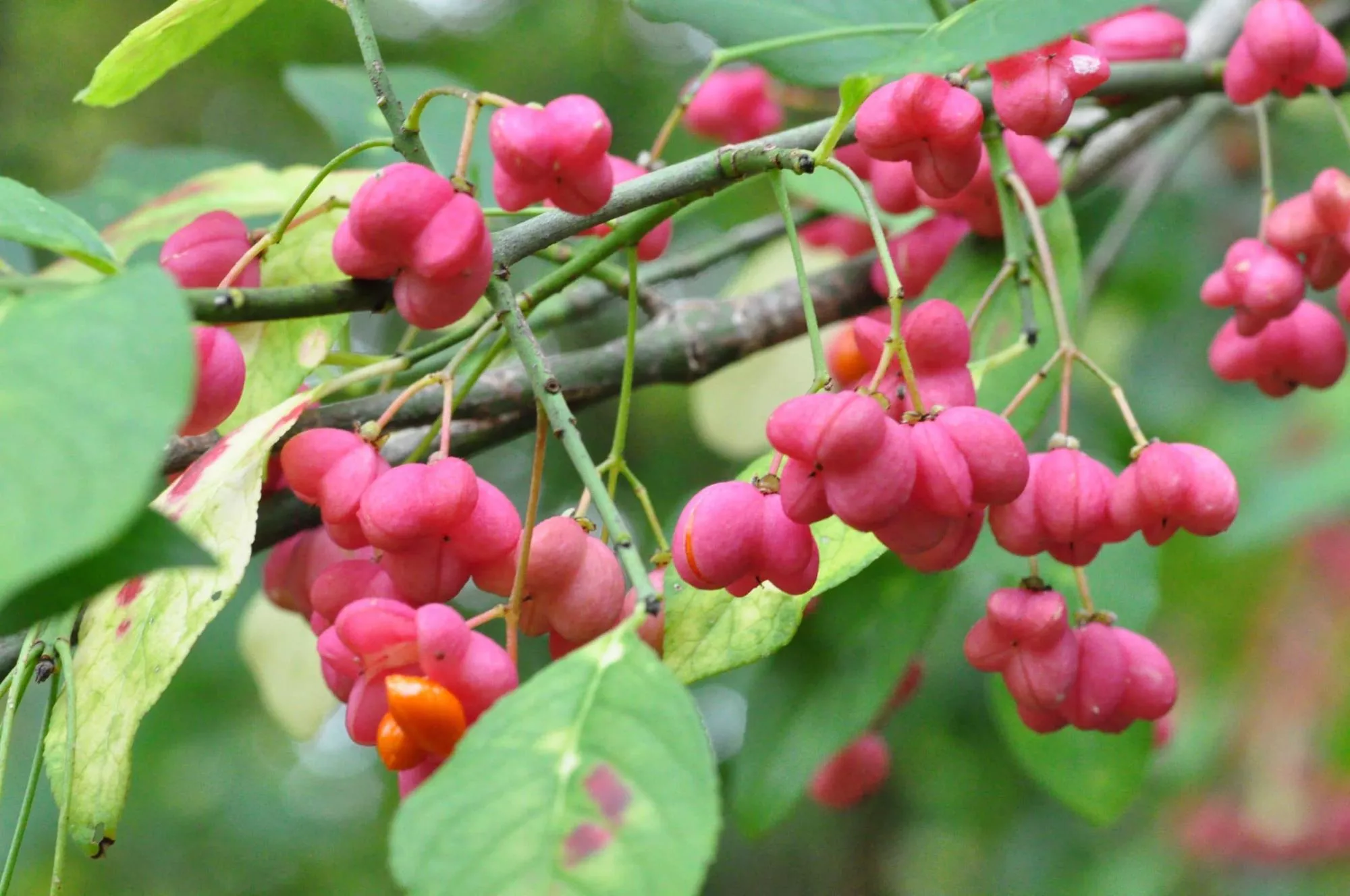 Бересклет Бруслина. Бересклет Европейский (Euonymus europaeus). Бересклет Европейский Шервудский. Бересклет Сахалинский Euonymus sachalinensis.