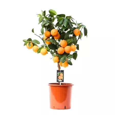 Цитрус Ред Лайм на штамбе d21 h75 