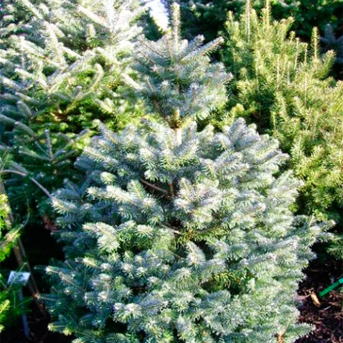 Пихта корейская Инга 30-40 см Mt 