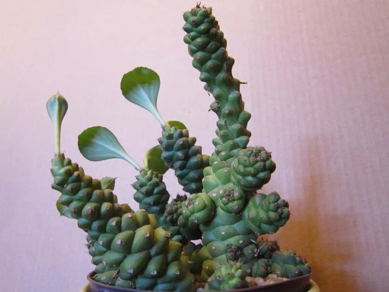 Монадениум Риччи d7 h8 