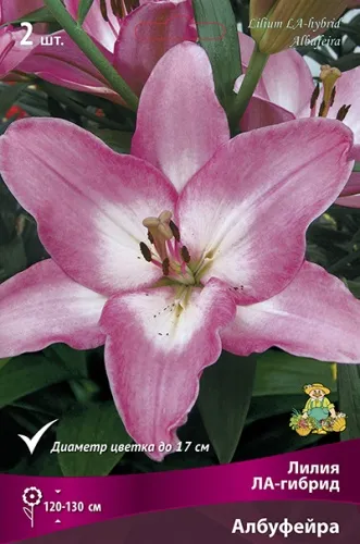 Луковица Лилия ЛА-гибрид Албуфейра  2шт Поиск 