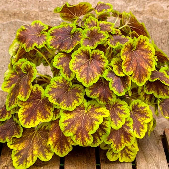 Гейхерелла Солар Эклипс d12 Lav 