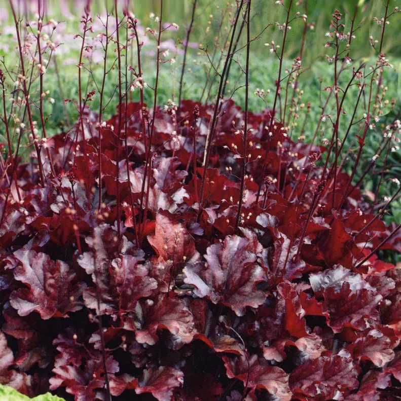 Гейхера Мелтинг Файр v2 Tim 