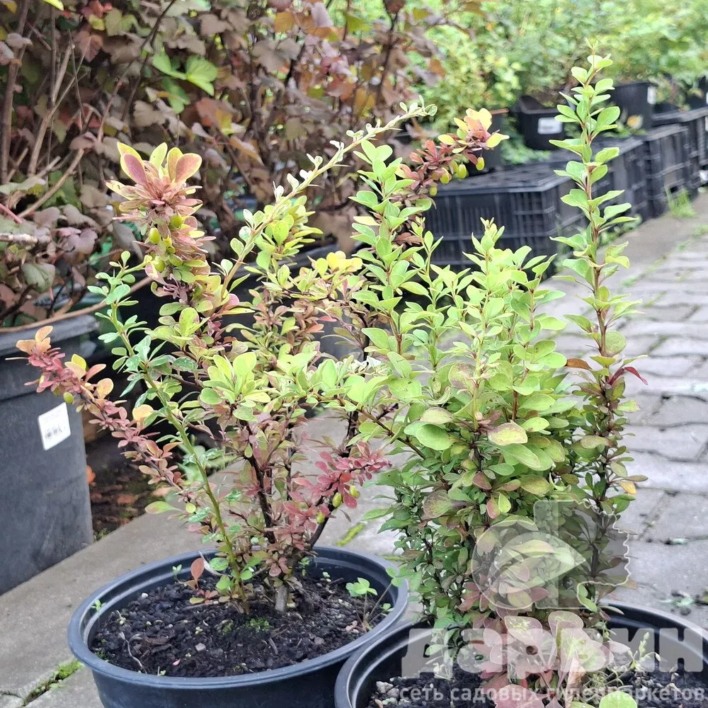 Барбарис тунберга Келлерис v5 Lav 