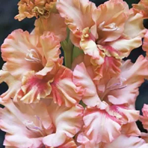 Луковица НВМ Гладиолус Кисс Раффл 12/14 5шт 