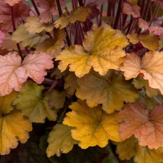 Гейхера Ворлд Кафе Американо v2 Tim 