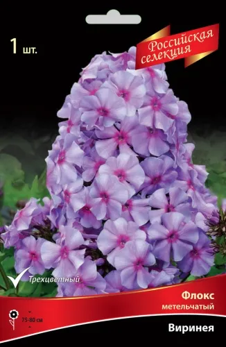 Корневище Флокс метельчатый Российская селекция Виринея I 1шт Поиск 