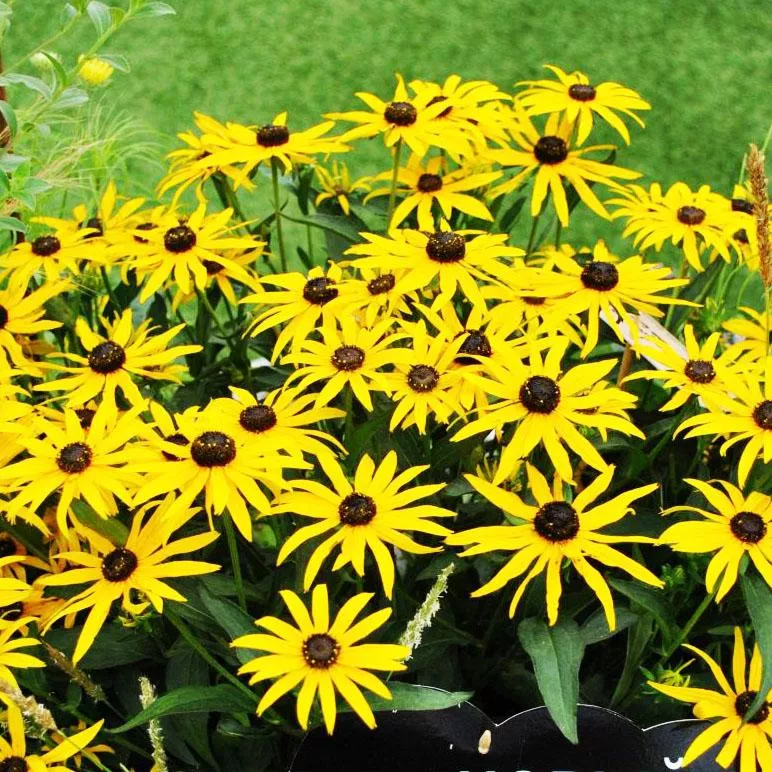 Рудбекия Форевер Голд v2 Tim 