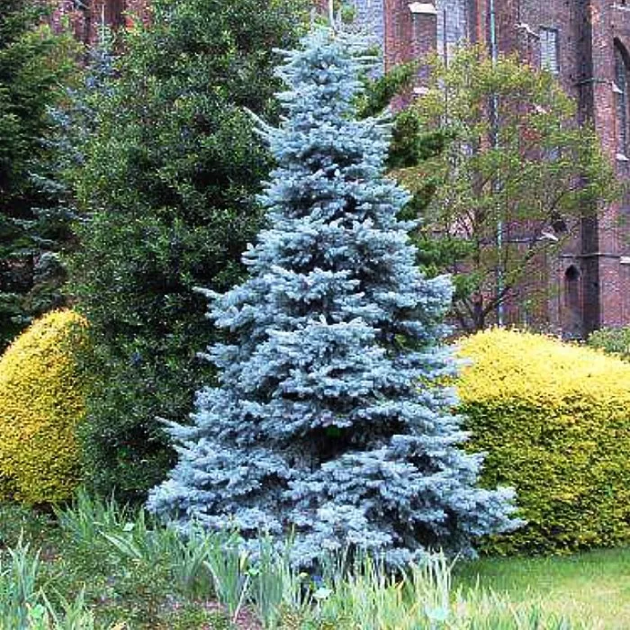 Ель колючая Хупси v25 Lav 