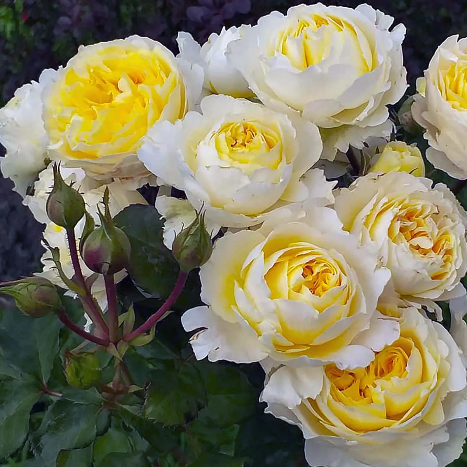 Роза Английская Беатрис в коробке Биосфера 