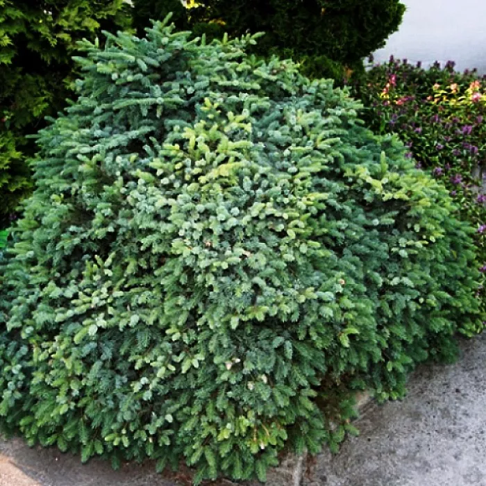 Ель мариорика C10 35-40 cm Mt 