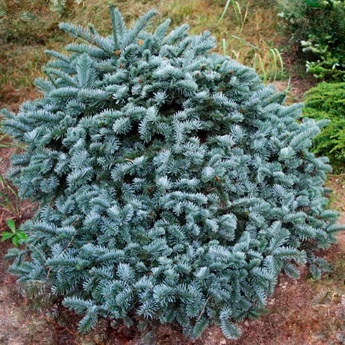 Растение пихта высокорослая Бизарро C10 30-40 cm Mt 