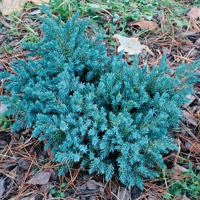 Растение можжевельник чешуйчатый Blue Star C2 15-20 Bor 