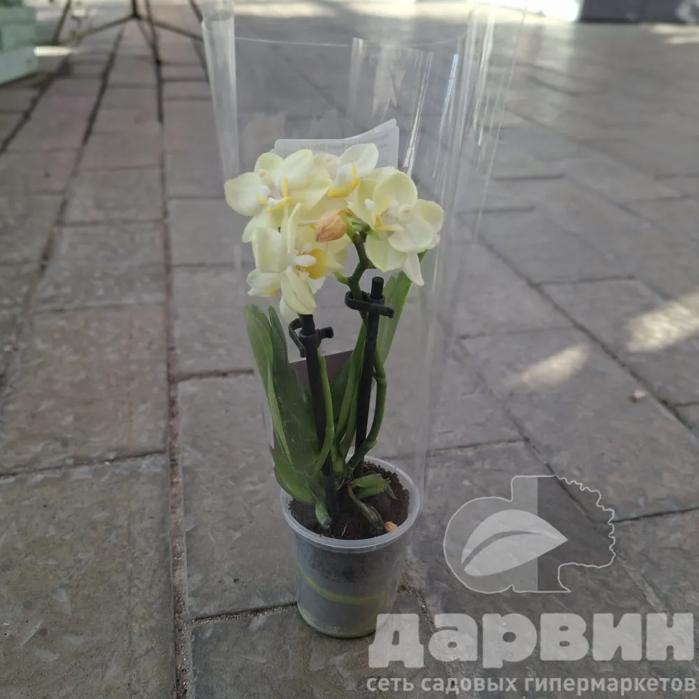 Фаленопсис 2 вет Тини Доллс микс d6 h17 