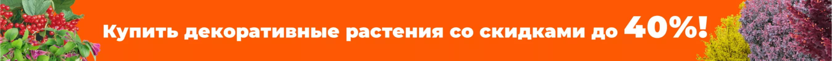 Декоративные растения со скидкой до 40%