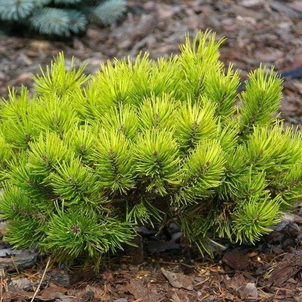 Растение сосна горная Гордон бентхам 10-15 KG 