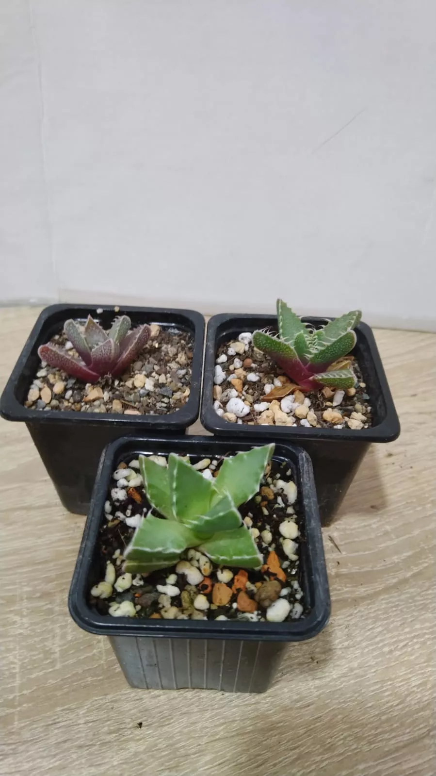 Фаукария p7 Lav 