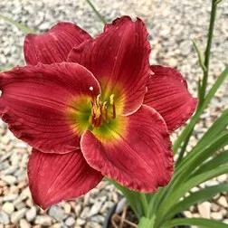 Корневище Лилейник гибридный Ред Хот Ритернз 1шт. Поиск 