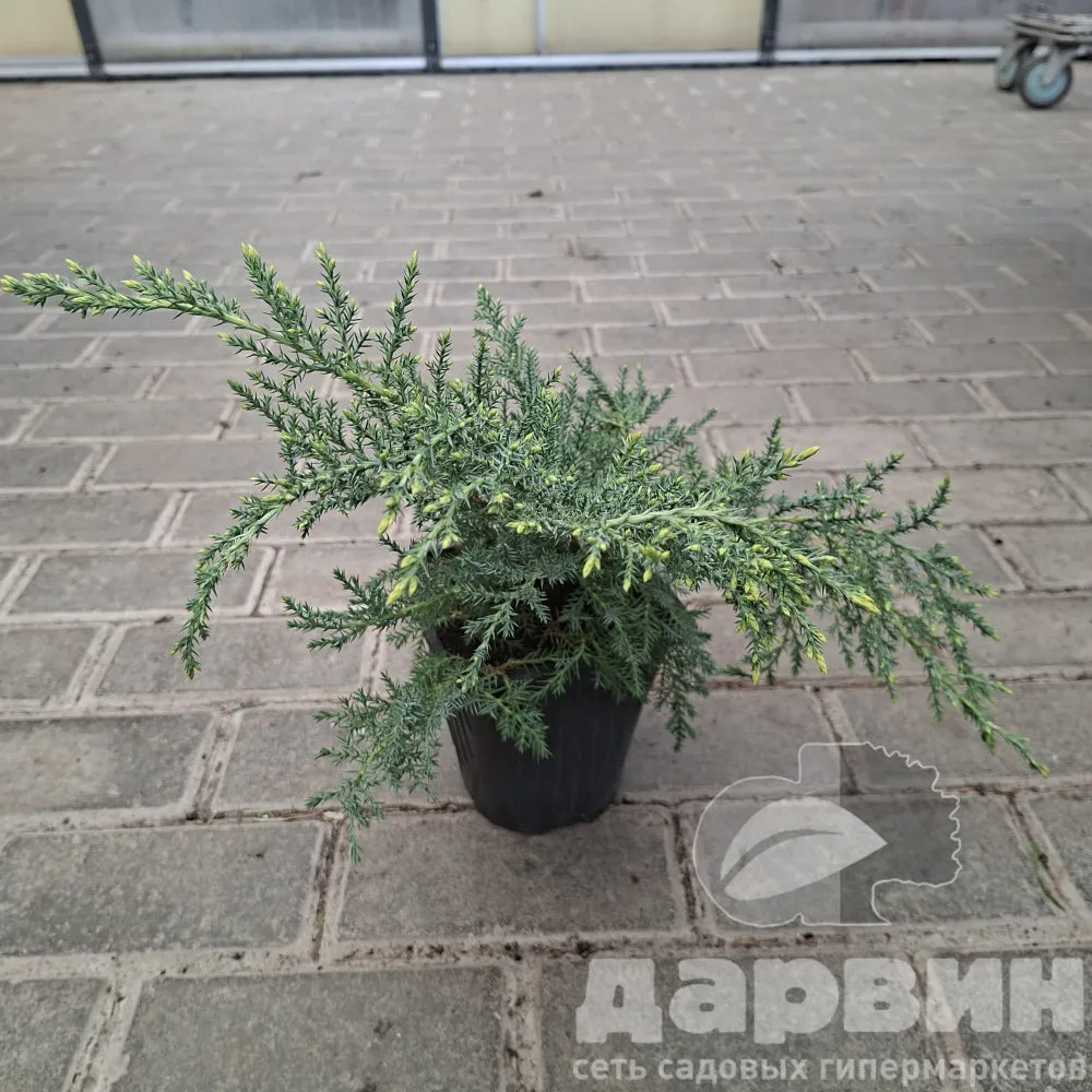 Можжевельник средний Голд Стар v2 Lav 