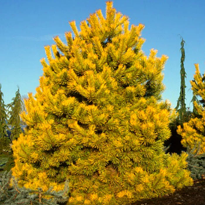 Растение сосна обыкновенная Aurea v 60-80 Lt 