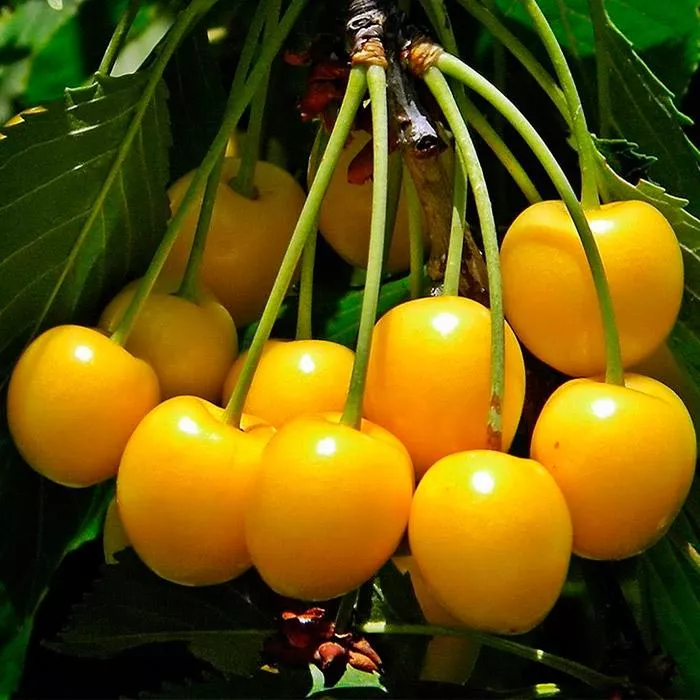 Черешня Чермашная ранн v7 100-140 Tim 