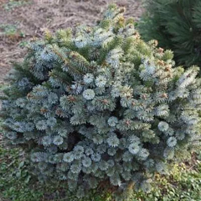 Ель ситхинская Ром v25 Lav 