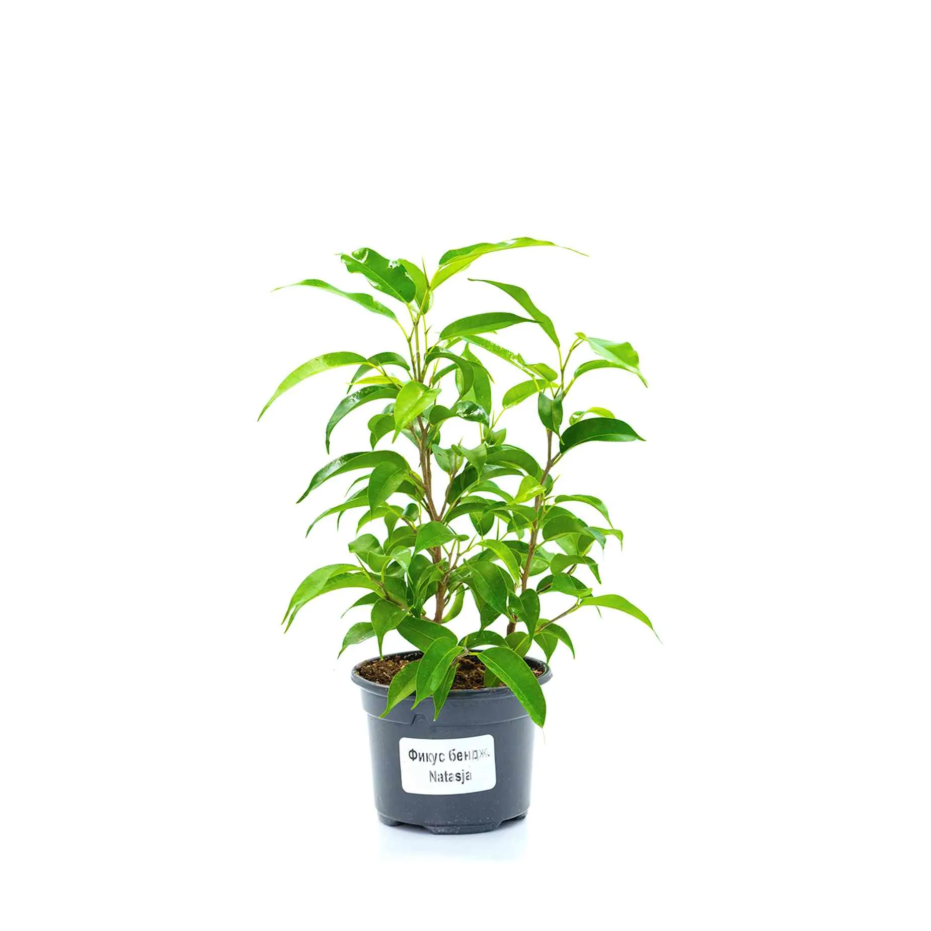 Фикус Бенджамина микс d9 Ег 