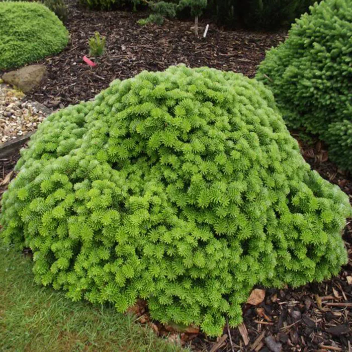 Растение пихта корейская Тундра с2-3 2-летка Yos 