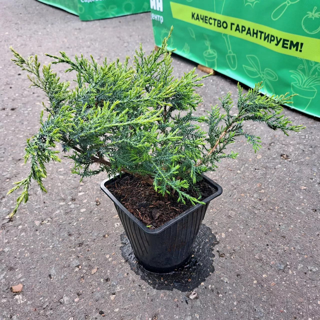 Можжевельник средний Пфитцериана Компакта v2 Lav 