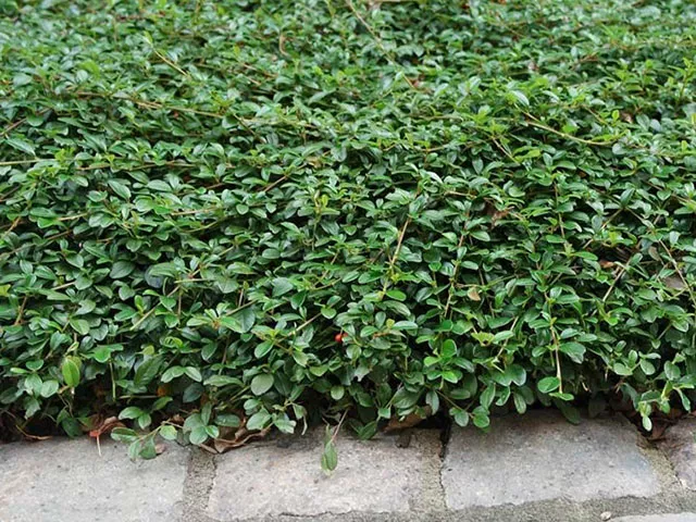 Кизильник даммера Майор v2 Lav 