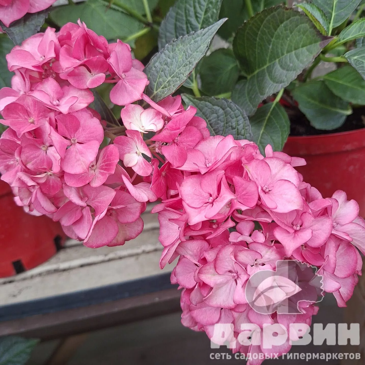 Гортензия крупнолистная Ред Энджел v3 Tim 