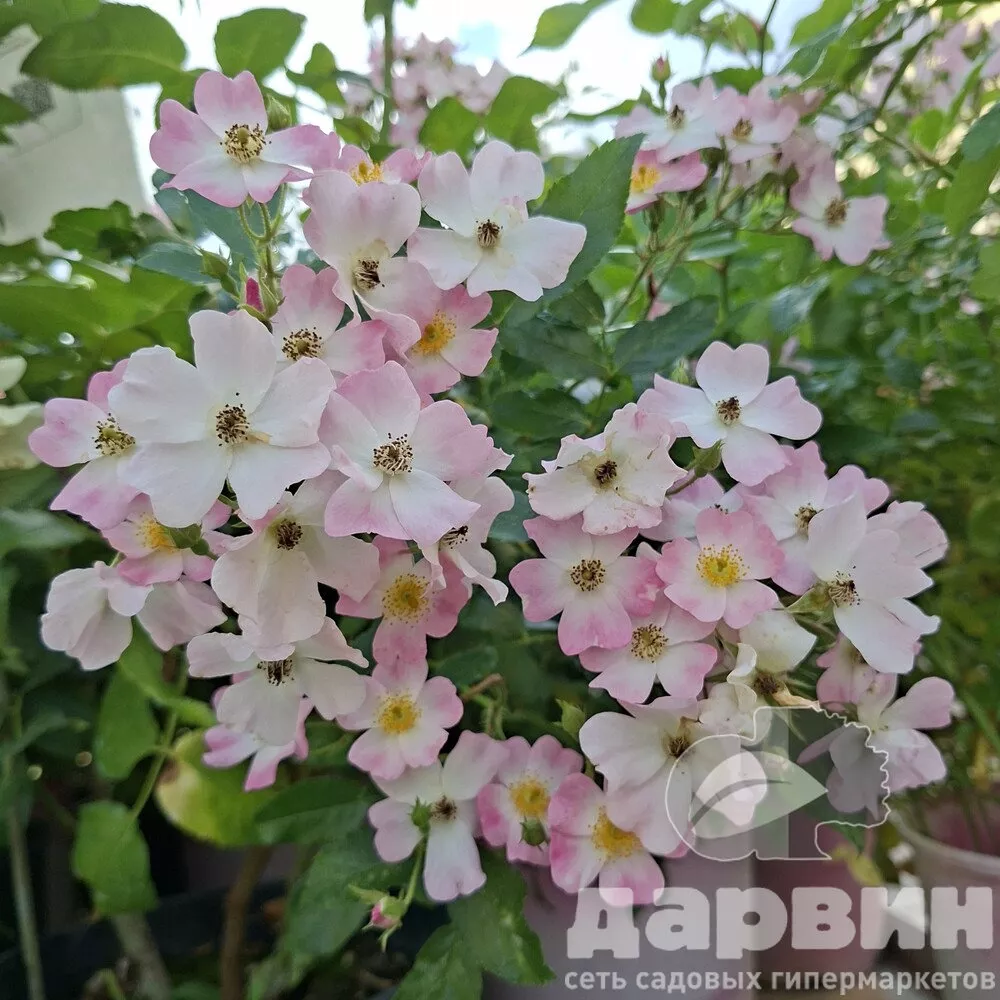 Роза гибрид мускусный Балерина C7 YP 