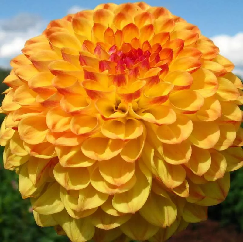 Клубень Георгина Санни Бой, 1шт/уп 