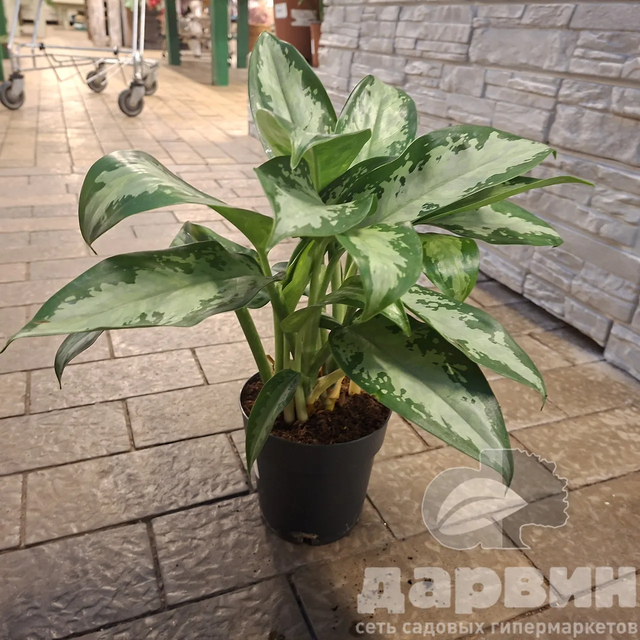 Аглаонема Джубили Петит д14 х40 (2) WM