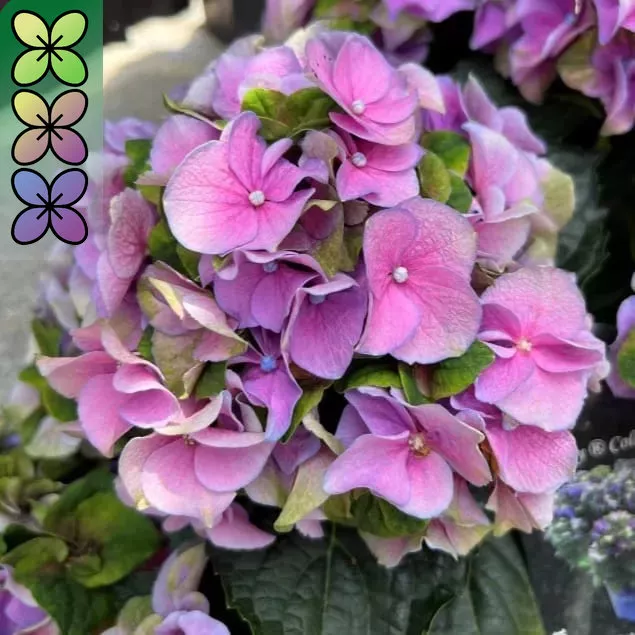 Гортензия крупнолистная Леди Мата Хари v3 Tim 