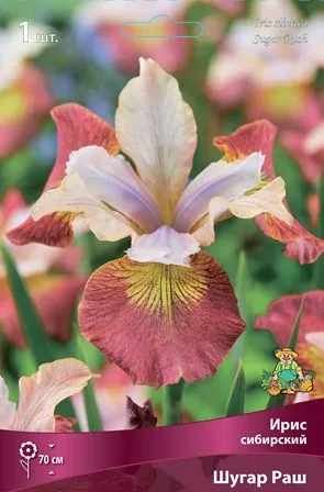 Кореневище Ирис сибирский Шугар Раш 1шт Поиск 