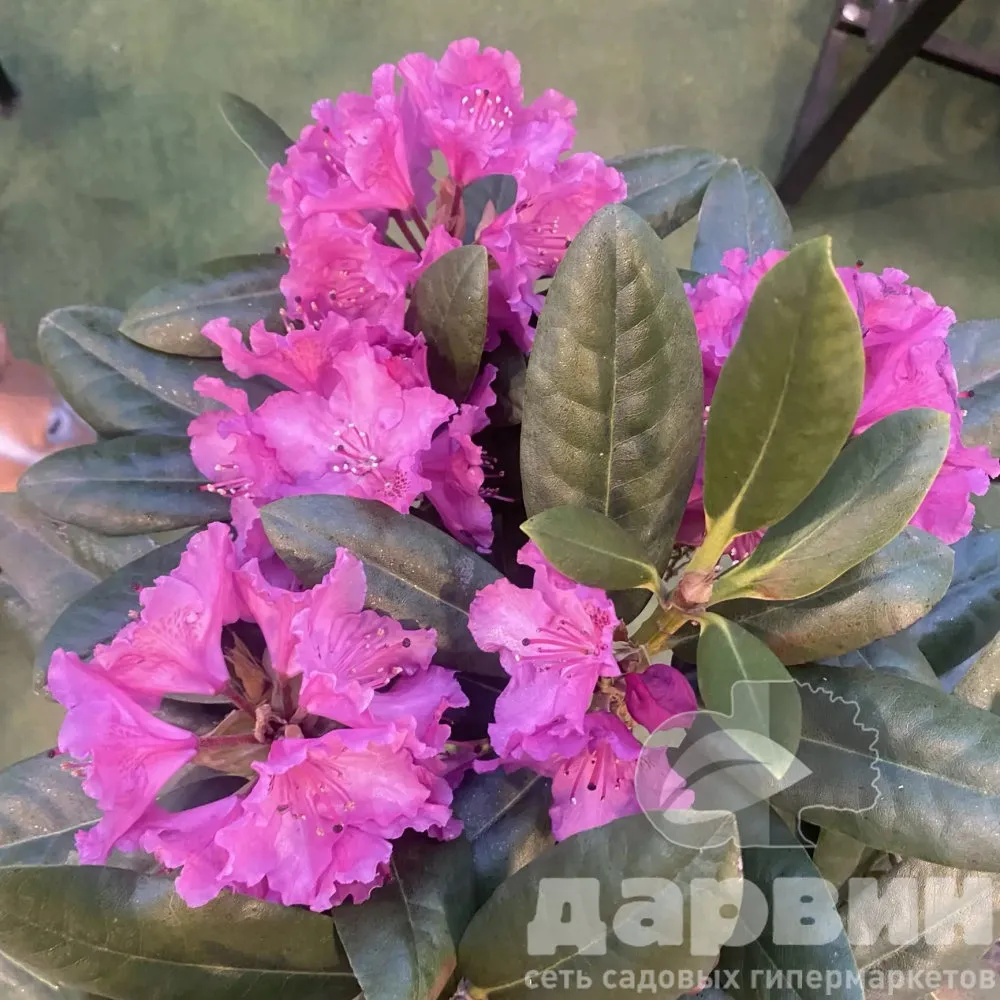 Рододендрон на штамбе с10 40-60 
