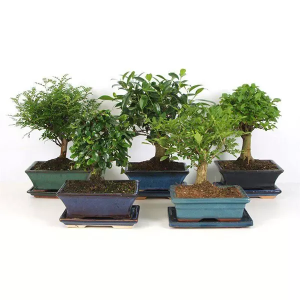 Бонсай микс d15 h20 