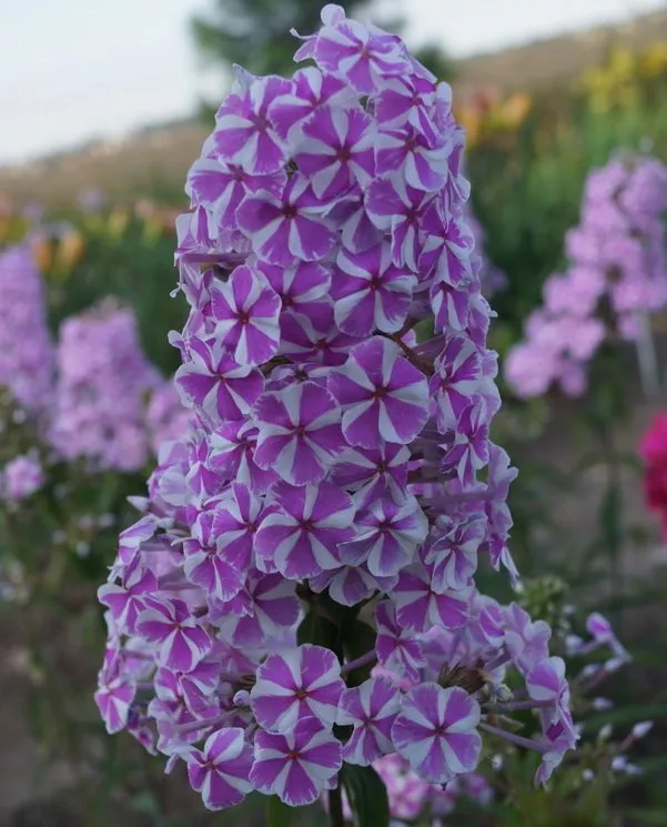 Флокс Наташа d15 ХР 