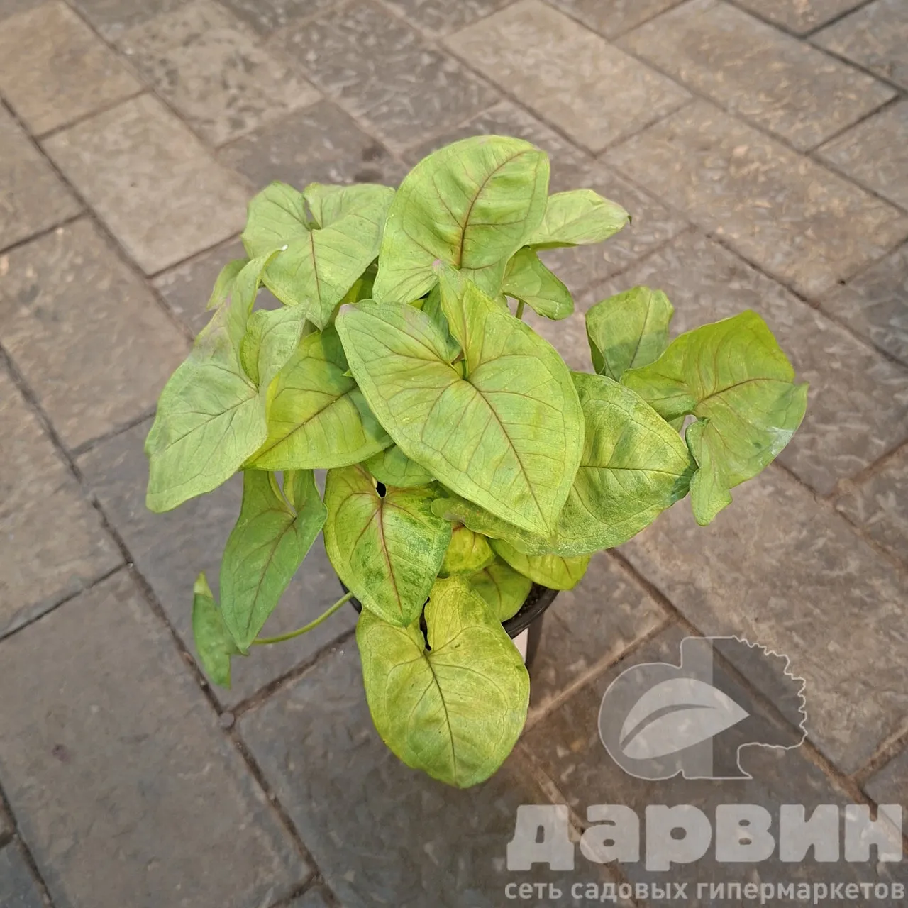 Сингониум Уайт Батерфляй d12 Tim 