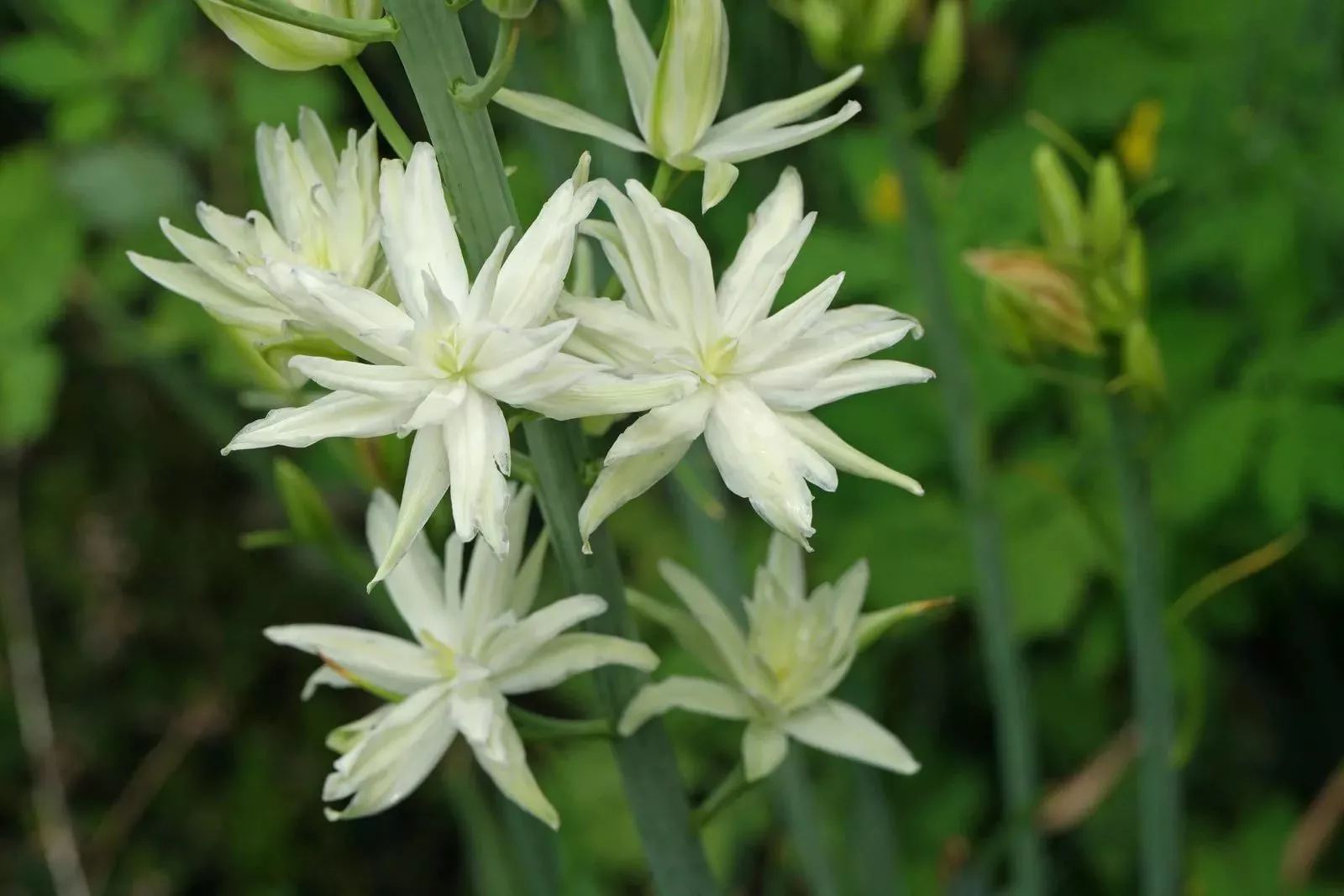 Луковица HBM Камассия Семиплена 14/+, 1 шт/уп 