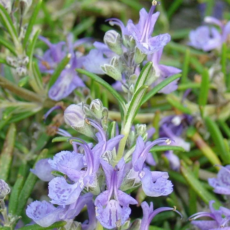 Розмарин Корсикан Блю d12 Lav 