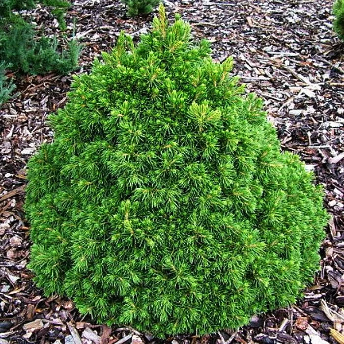 Ель европейская Томпа с2/20-25 UL 