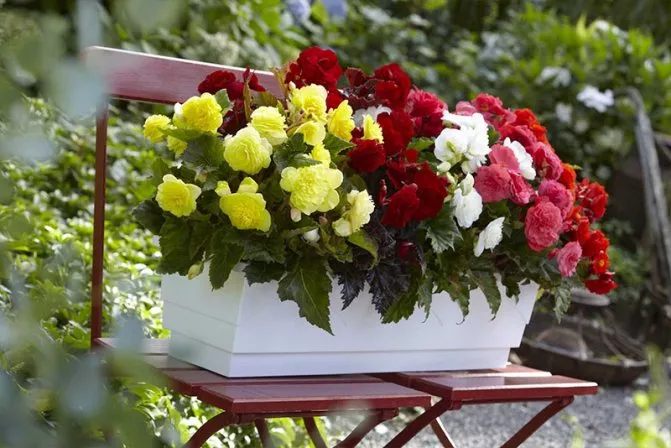 Бегония в балконном ящике Tim 