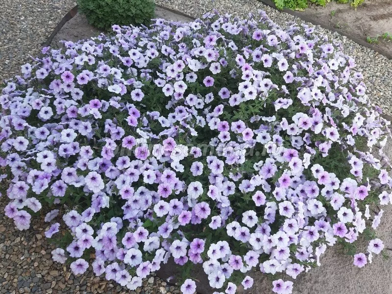 Семена Петуния Каскадная Тайдал Вейв Сильвер 10 шт Поиск 