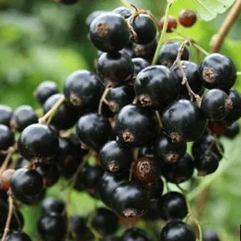 Смородина черная Грация в коробке  Tim 