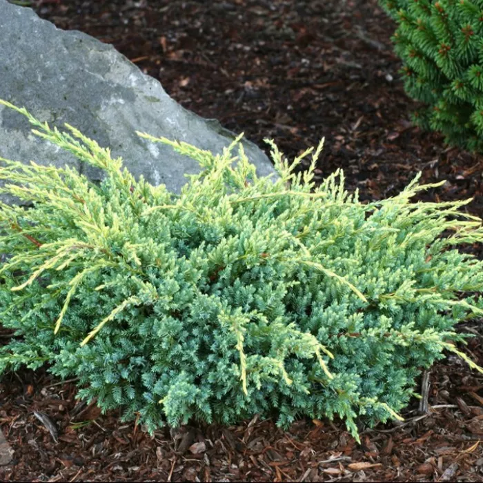 Можжевельник чешуйчатый Холгер v3-5 Tim 