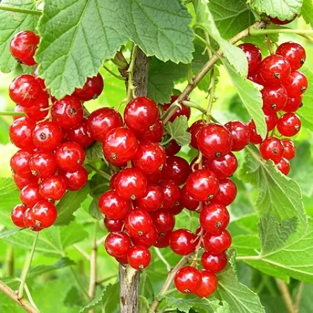 Смородина Ненаглядная красн v2 Tim 