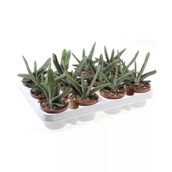 Гастерия d10,5 h15 