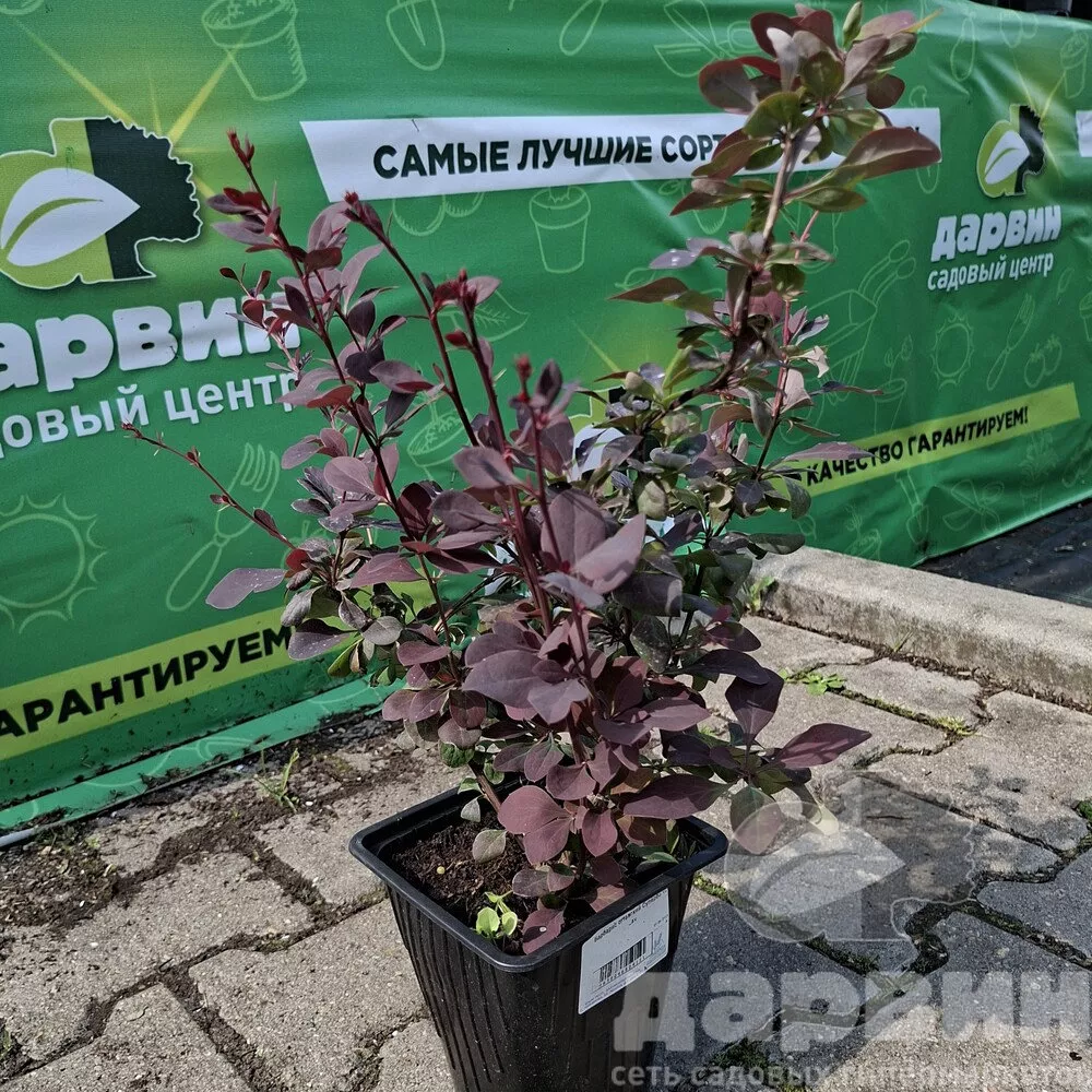 Барбарис оттавский Суперба v2 Lav 